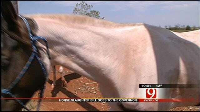 Oklahoma Senate Passes Controversial Horse Slaughter Bill