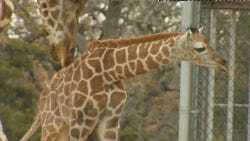 Baby Giraffe at the Zoo.wmv