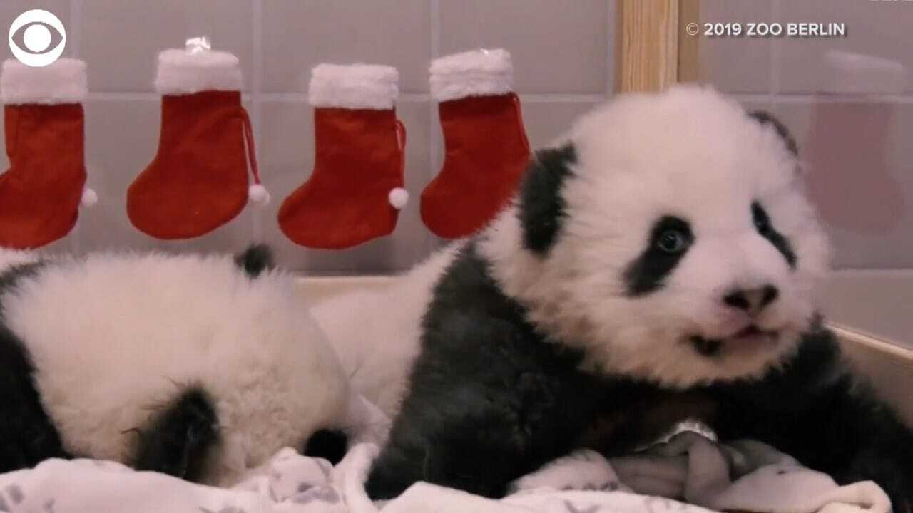 WATCH: Twin Pandas Celebrate 1st Christmas