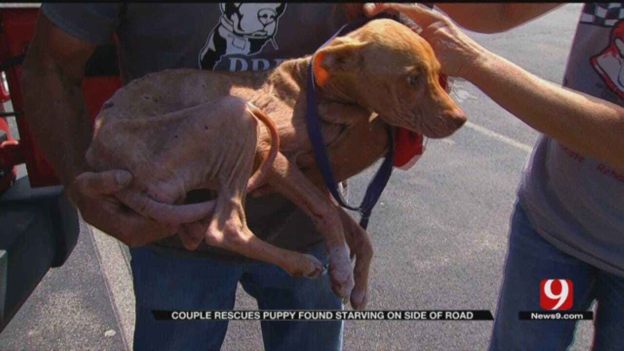 Emaciated, Sunburned Puppy Found In Seminole