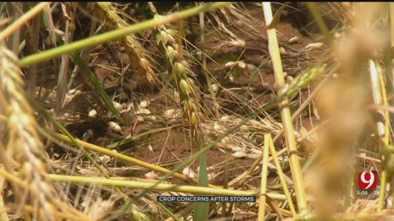Farmers Face Crop Concerns After Severe Weather