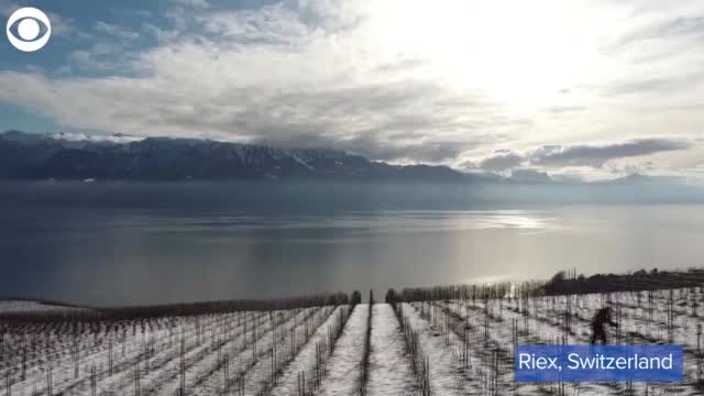 Watch: Snow Covers Vineyard In Switzerland