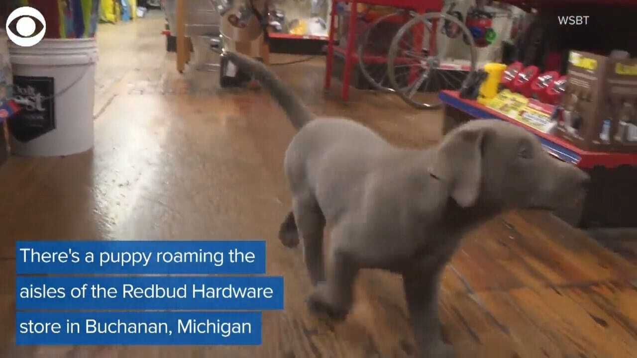 9-Week-Old Puppy Warming Hearts At Michigan Hardware Store After Loss Of Beloved 'Shop Dog'