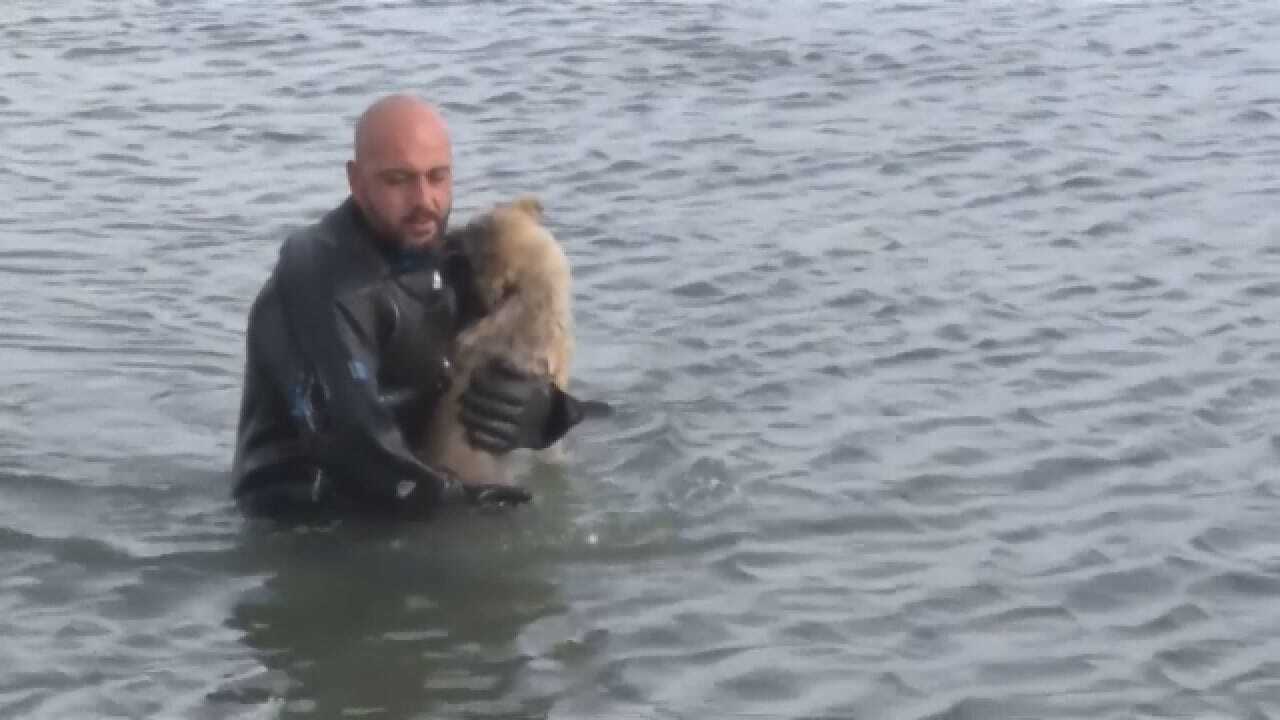 Police Diver Rescues Puppy On Frozen Lake