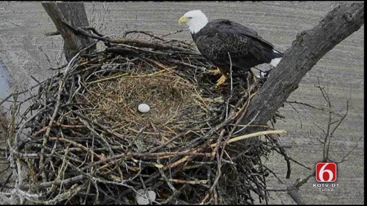 Bald Eagles Share Egg Incubating Duties On Oklahoma Nest