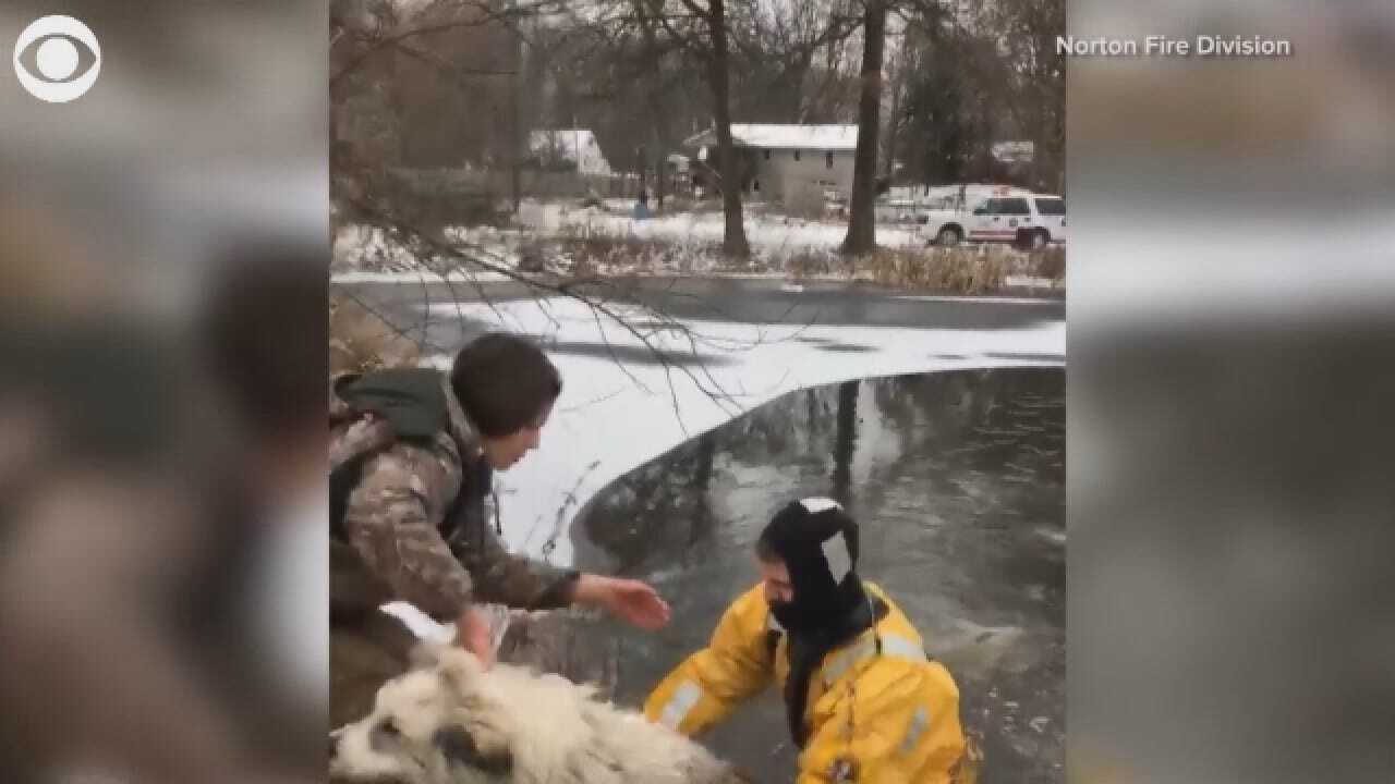 Caught On Camera: Dog Rescued From Freezing Pond