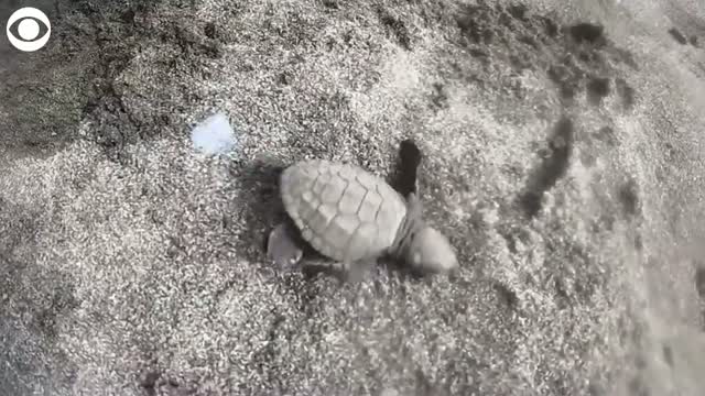 Watch: Roughly 10,000 Baby Turtles Released Into The Ocean