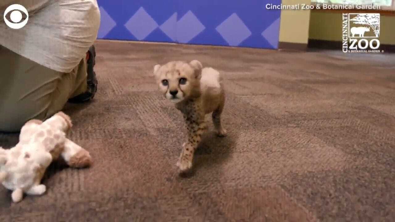 SO CUTE! Baby Cheetah Play Time