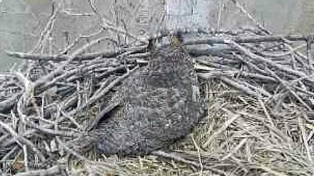 WEB EXTRA: Great Horned Owl Adopts Abandoned Egg In Oklahoma Eagle Nest