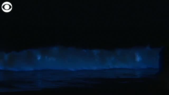 WATCH: California Waves Glow Neon Blue