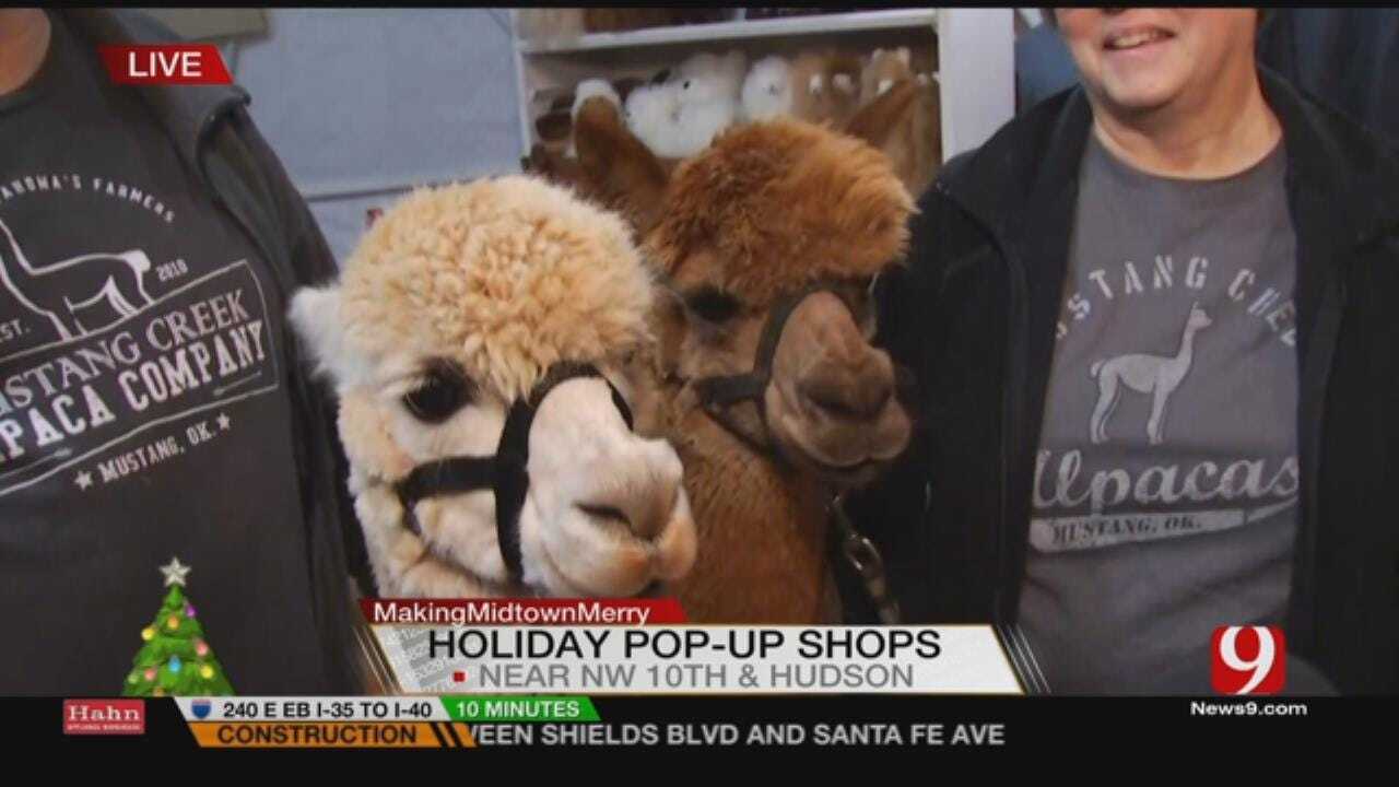 Alpacas Make Debut Appearance At Holiday Pop-Up Shops