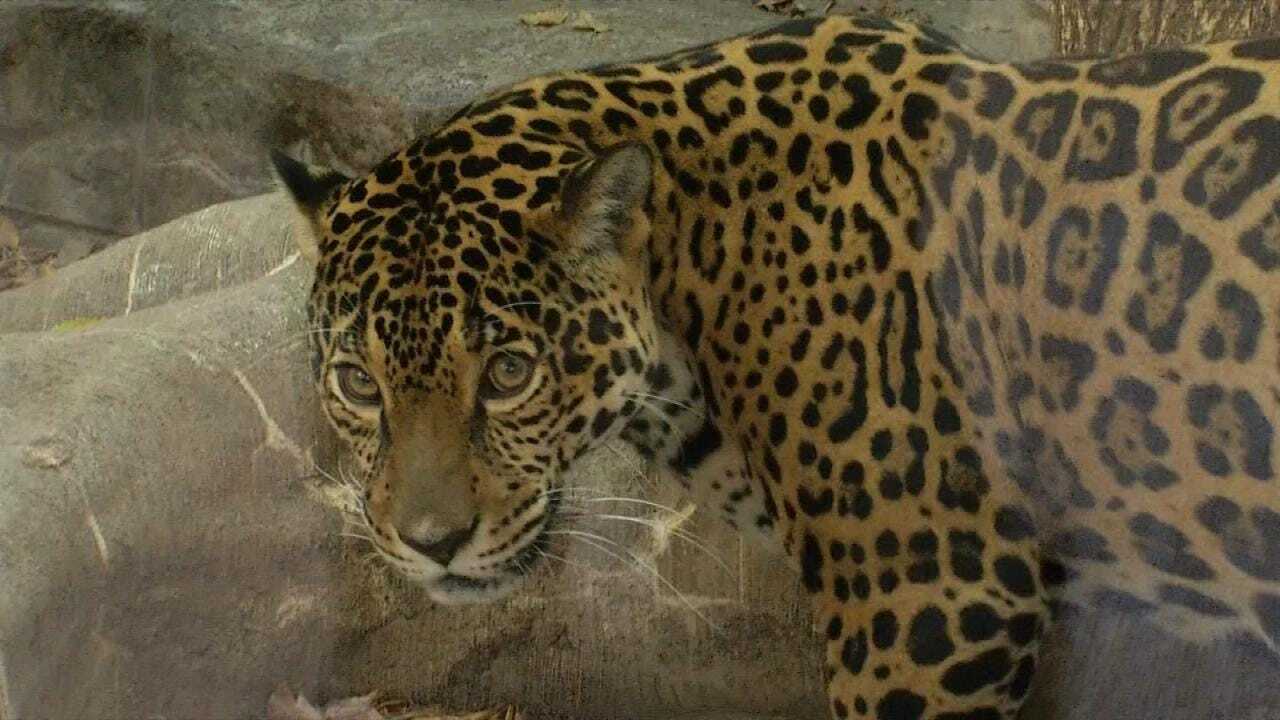 Wild Wednesday: Status Update On Tulsa's Zoo's Jaguar Cub