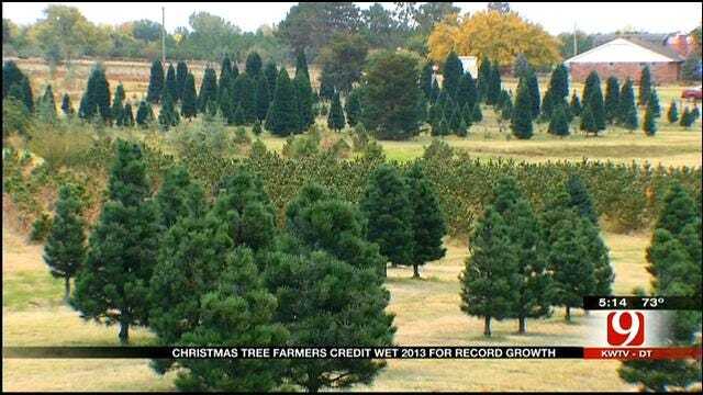 Wet Weather Has OK Christmas Tree Farms Booming