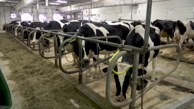 No Bull: Scientists Potty Train Cows To Use 'MooLoo'