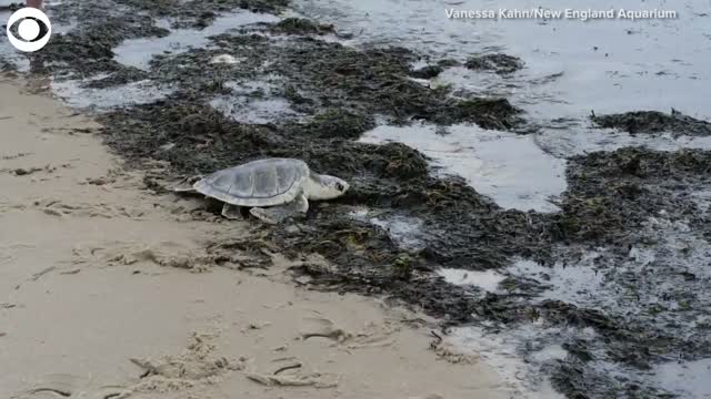 Watch: Rescued Sea Turtles Released Into Water off Cape Cod