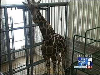 Tulsa Zoo Staff Defends Actions, Again