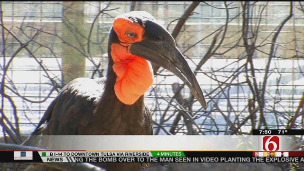 Wild Wednesday: Tulsa Zoo's Southern Ground Hornbill Exhibit
