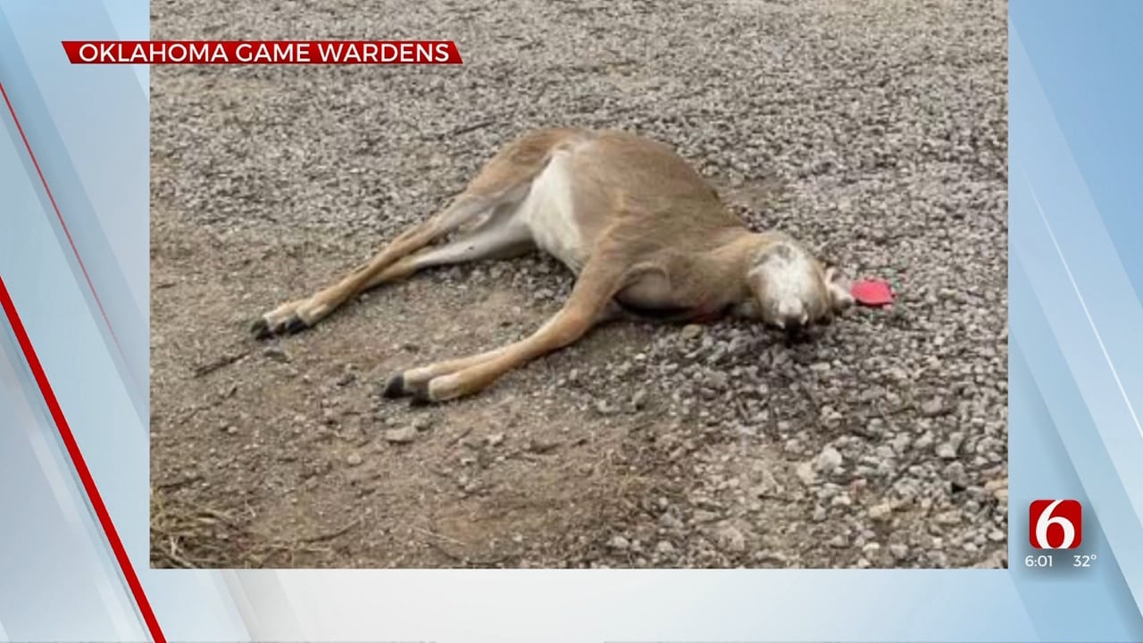 Oklahoma Game Wardens Offer Cash Reward For Information On Dumped Fawn In Osage County