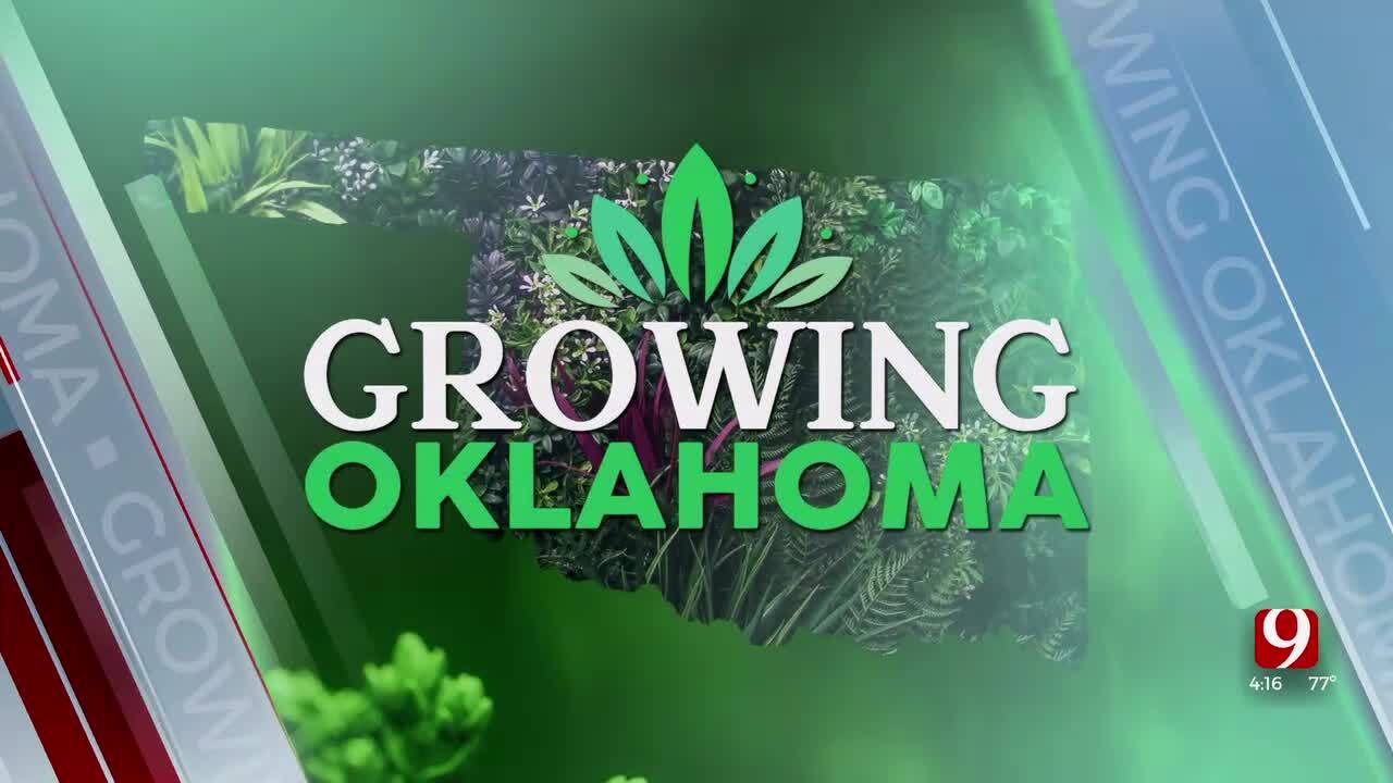 Growing Oklahoma: Mitchell’s Shade For Everyone Community Tree Giveaway