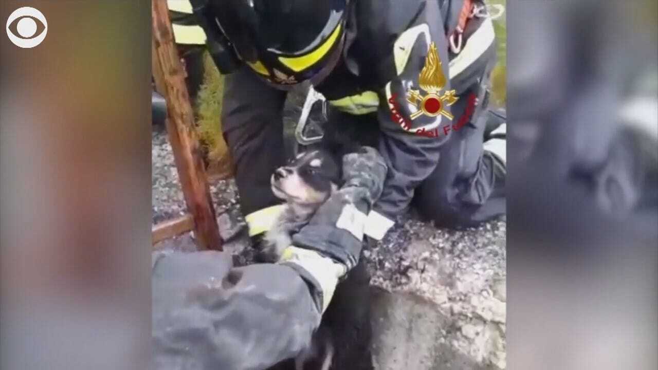 WATCH: Firefighters Rescue Puppy From Well