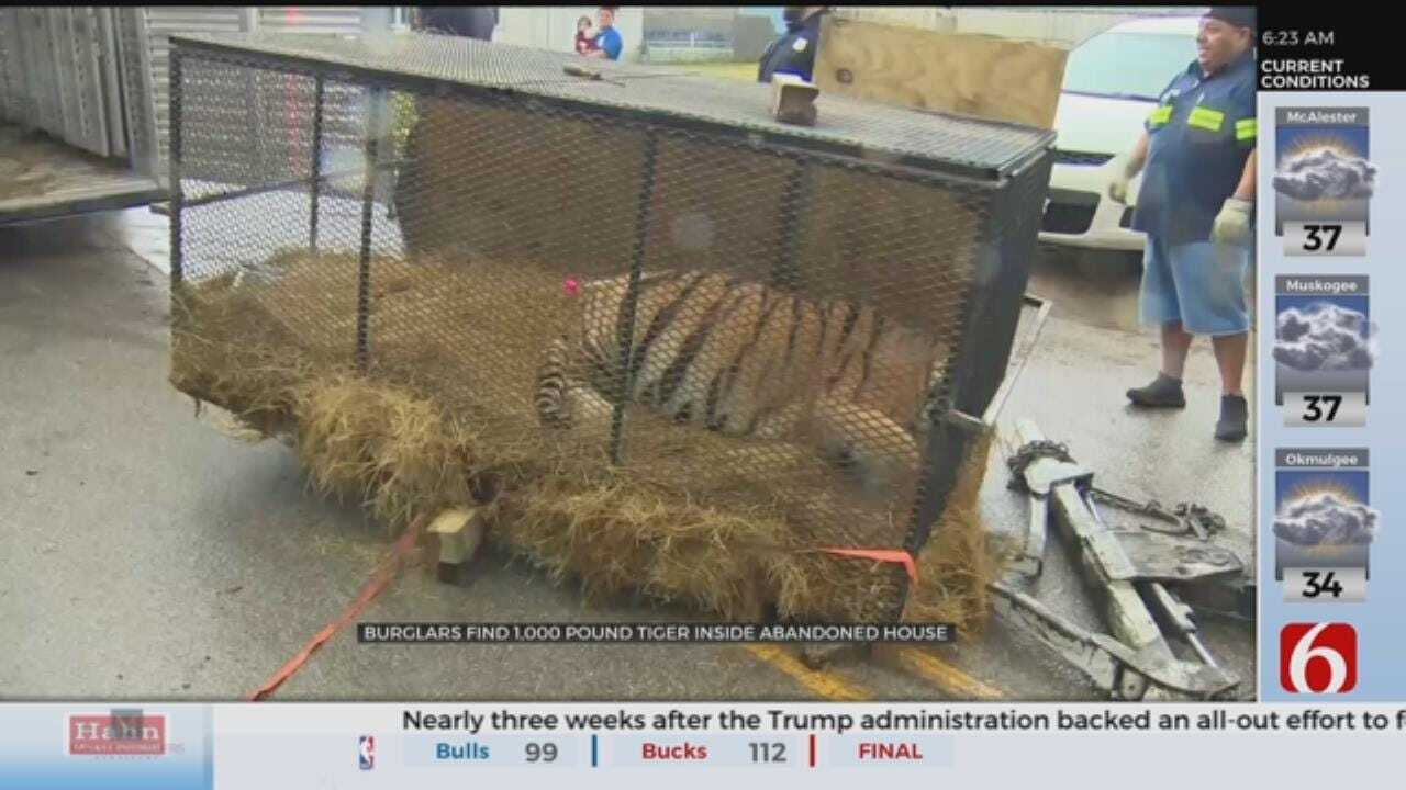 Houston Pot Smokers Find Half-Ton Tiger In Abandoned House