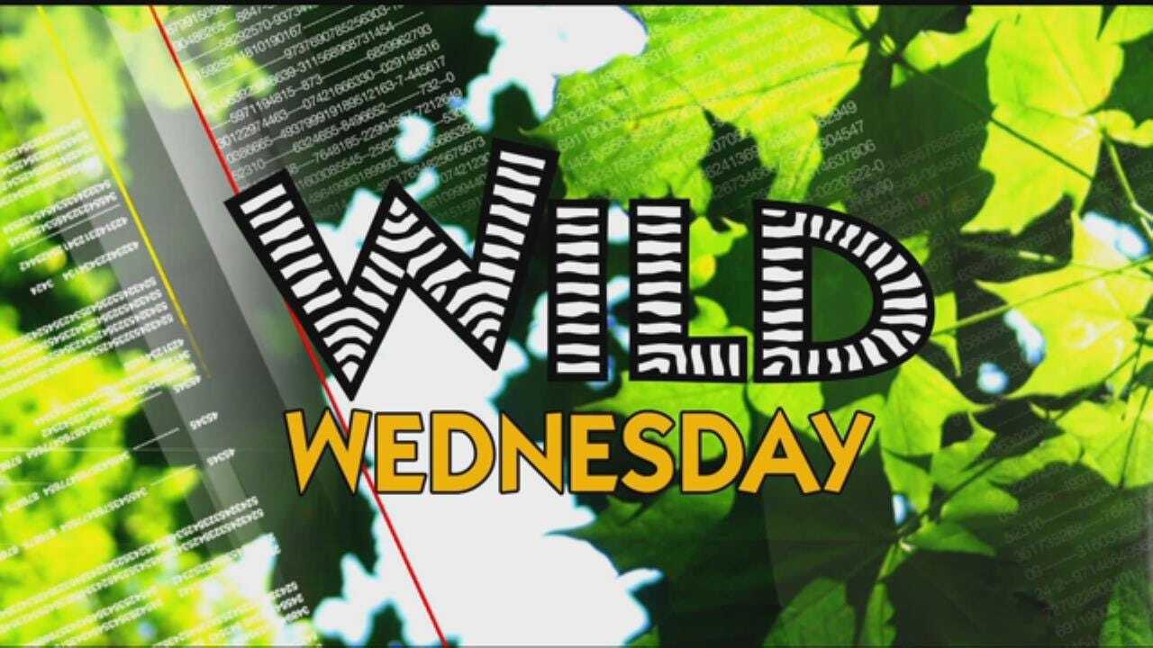 6 In The Morning Looks Back On Recent Wild Wednesday Segments