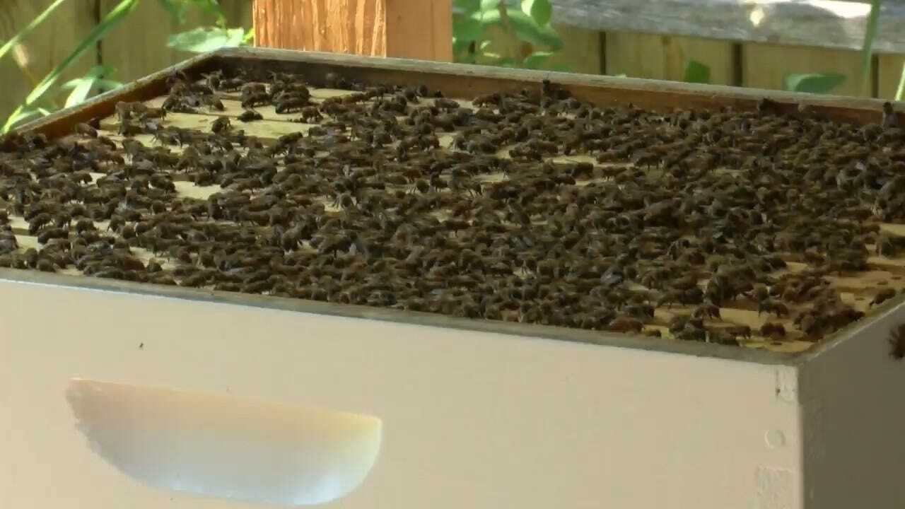 EPA To Allow Use Of Pesticides Beekeepers Say 'Decimate Beneficial Insects'