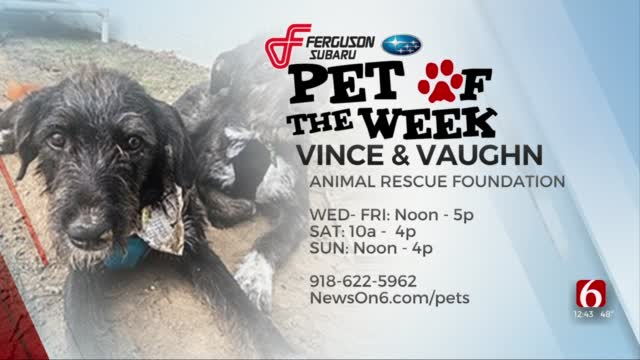 Pet Of The Week: Vince & Vaughn