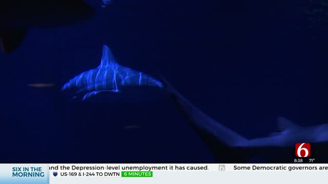 Oklahoma Aquarium Offers Chance To Swim With Bull Sharks