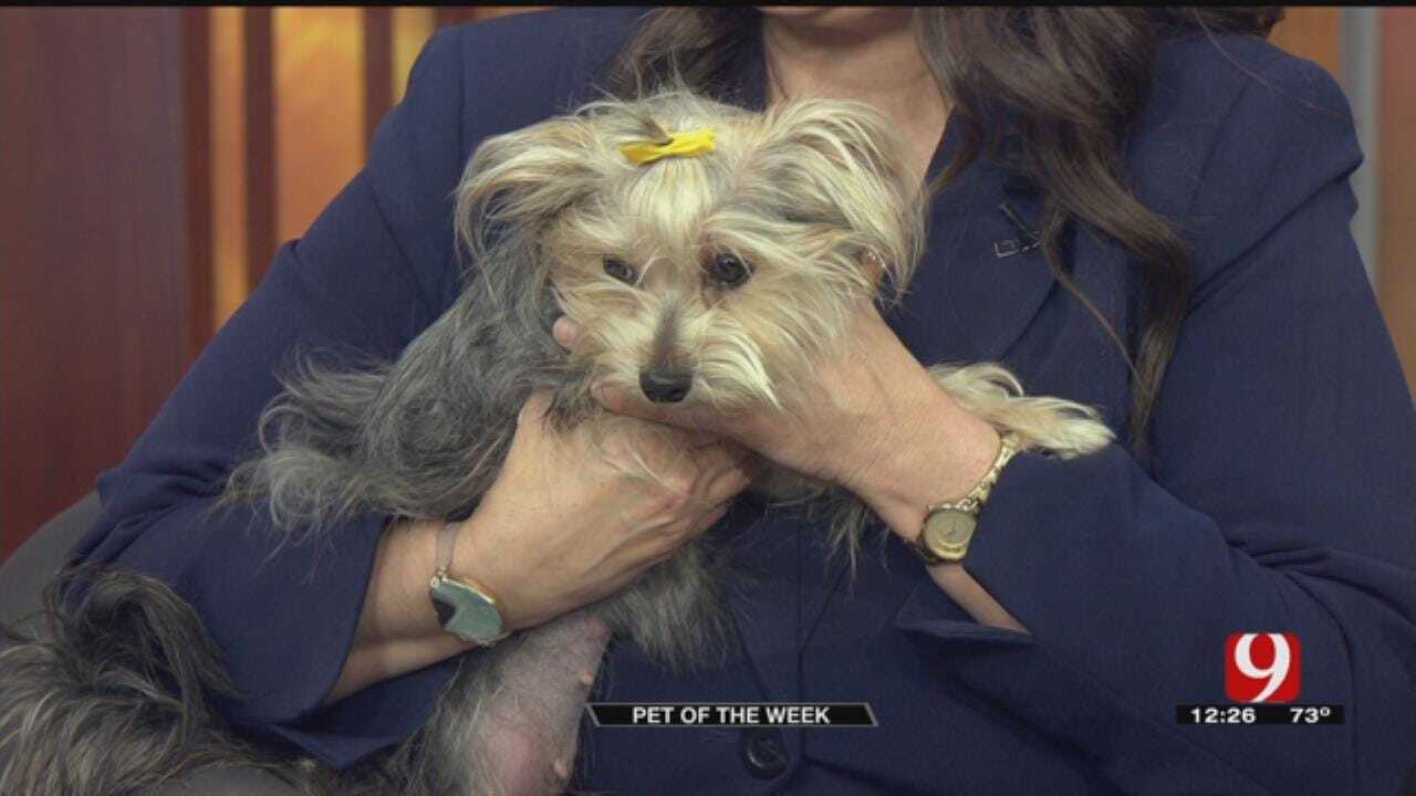 Pet Of The Week: Meet Dolly