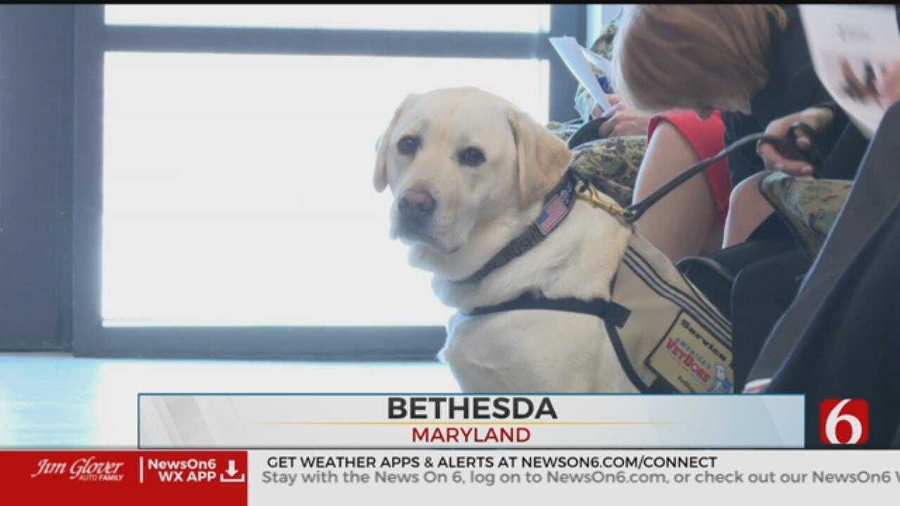 George H.W. Bush’s Former Service Dog Sully Takes On New Mission