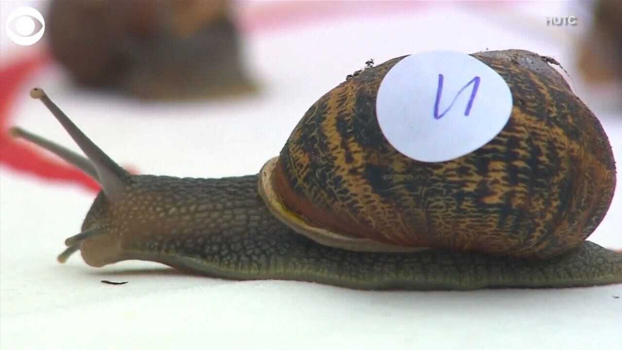 WATCH: Snail Racing Championship
