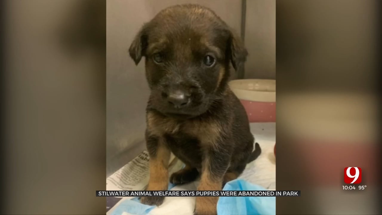 Stillwater Animal Shelter Says Puppies Were Abandoned In Park