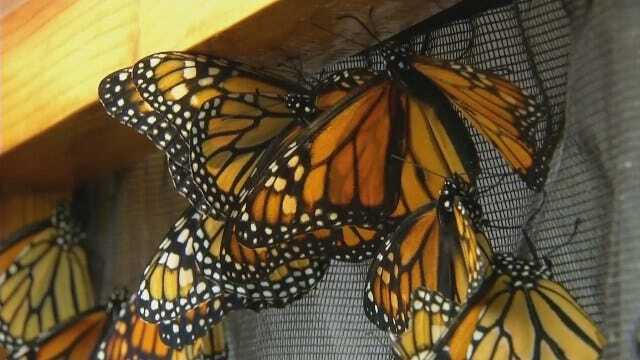 Oklahoma Critical Piece In Preventing Extinction Of Monarch Butterfly