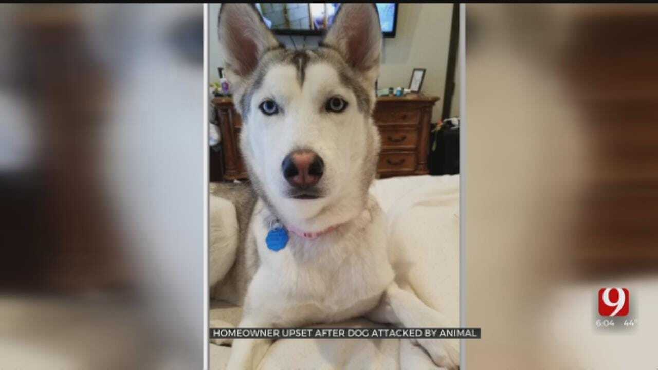 Family Devastated After Dog Mauled By Wild Animal In Piedmont