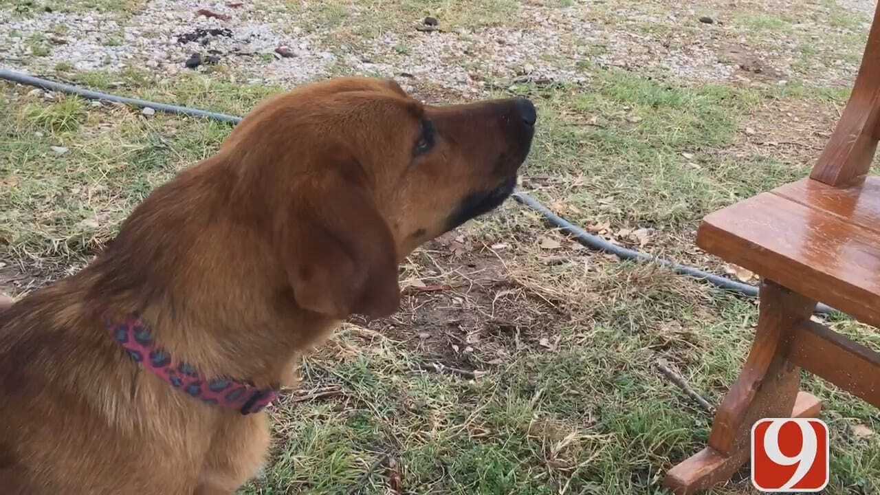 Believed Lost In The Storm, Wynnewood Family's Dog Makes Miraculous Return