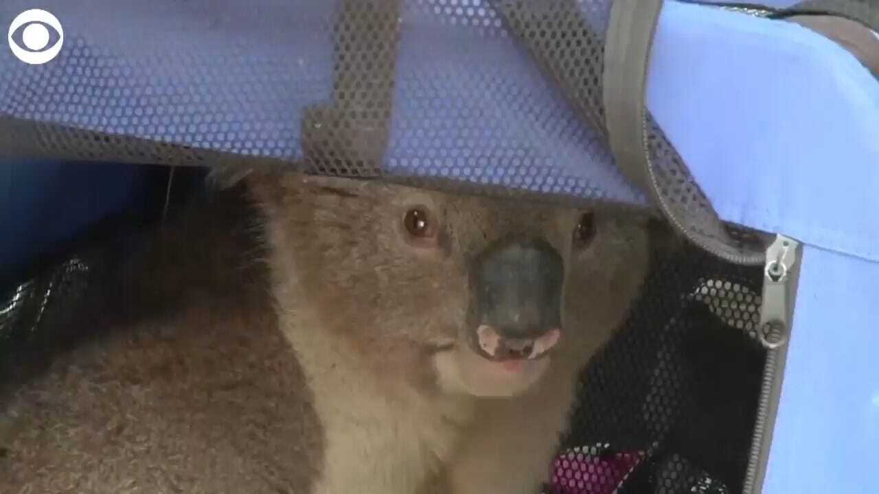WATCH: Koala With Burnt Paws Rescued From Tree