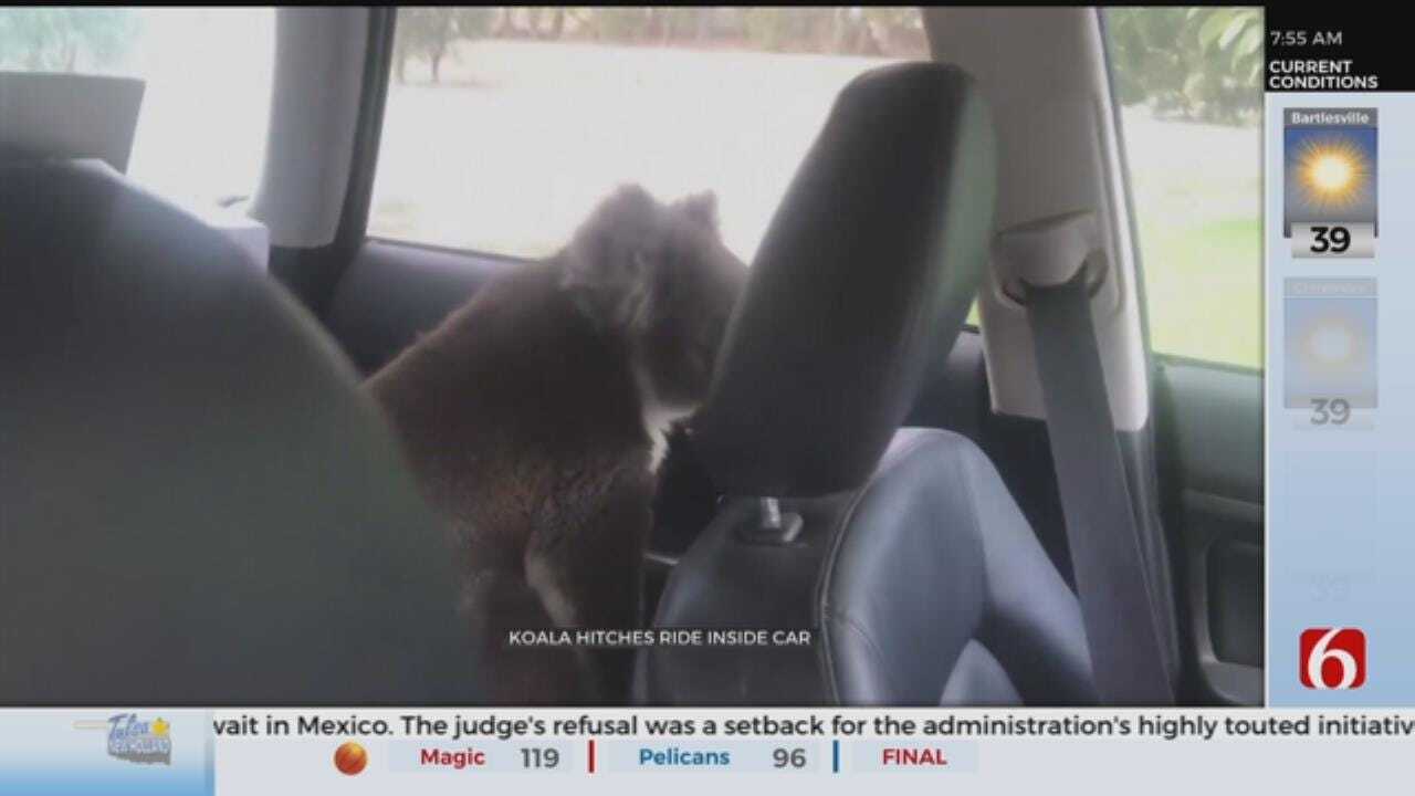 WATCH: A Koala Cools Off In A Car