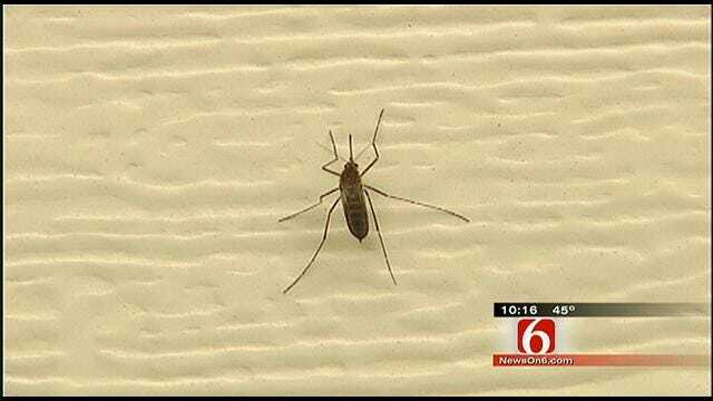 Mild Oklahoma Winter Could Cause Critter Problems