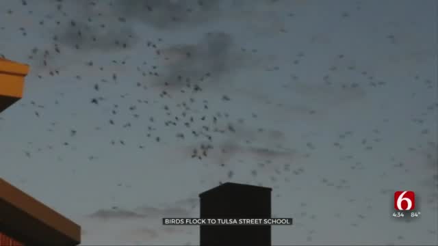 Flock Of Birds Assembles For Sunset Show At Tulsa Street School