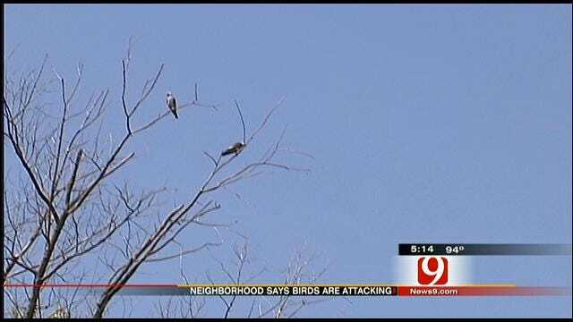Aggressive Birds Attack Residents In Midwest City Neighborhood