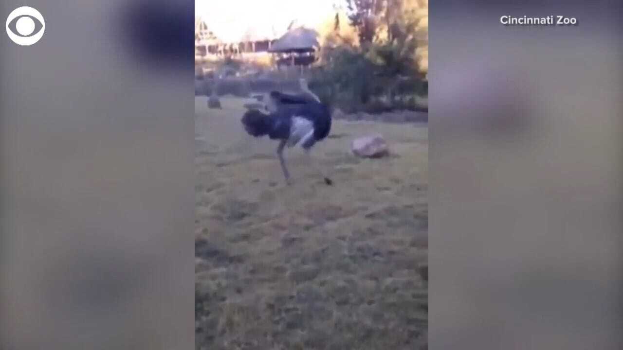 TOO FUNNY! Ostrich Excited To Start The Day