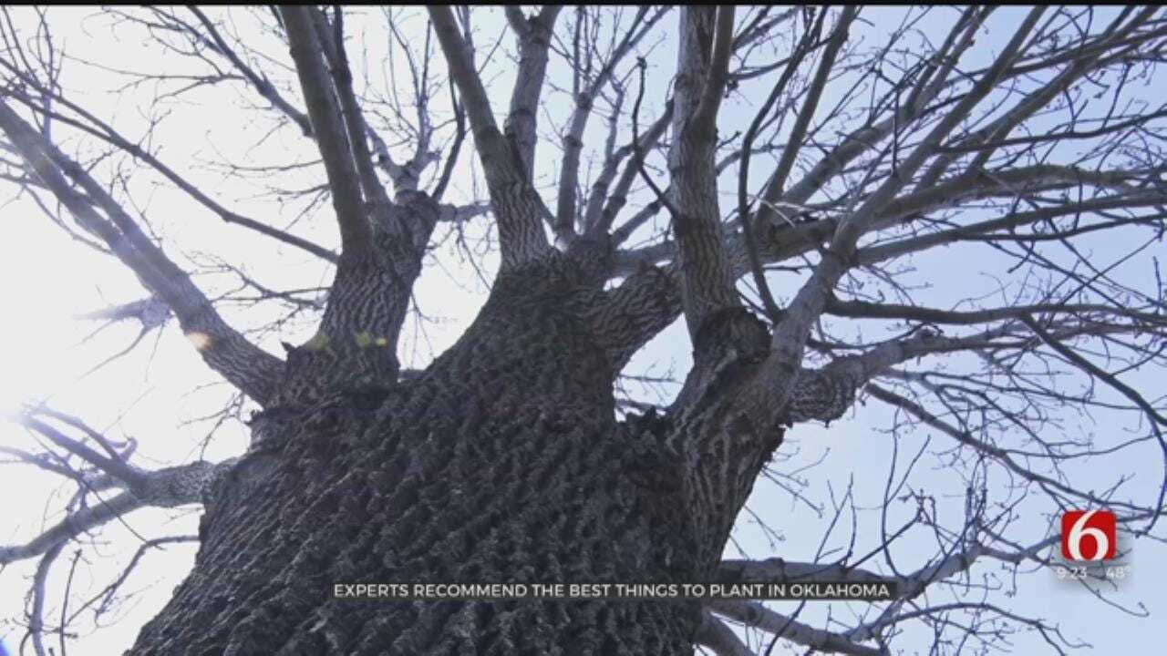 Experts Recommend Doing Full Research For Planting Trees In Oklahoma
