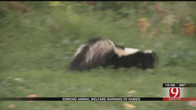 Edmond Animal Welfare Finds Skunk With Rabies Within City Limits