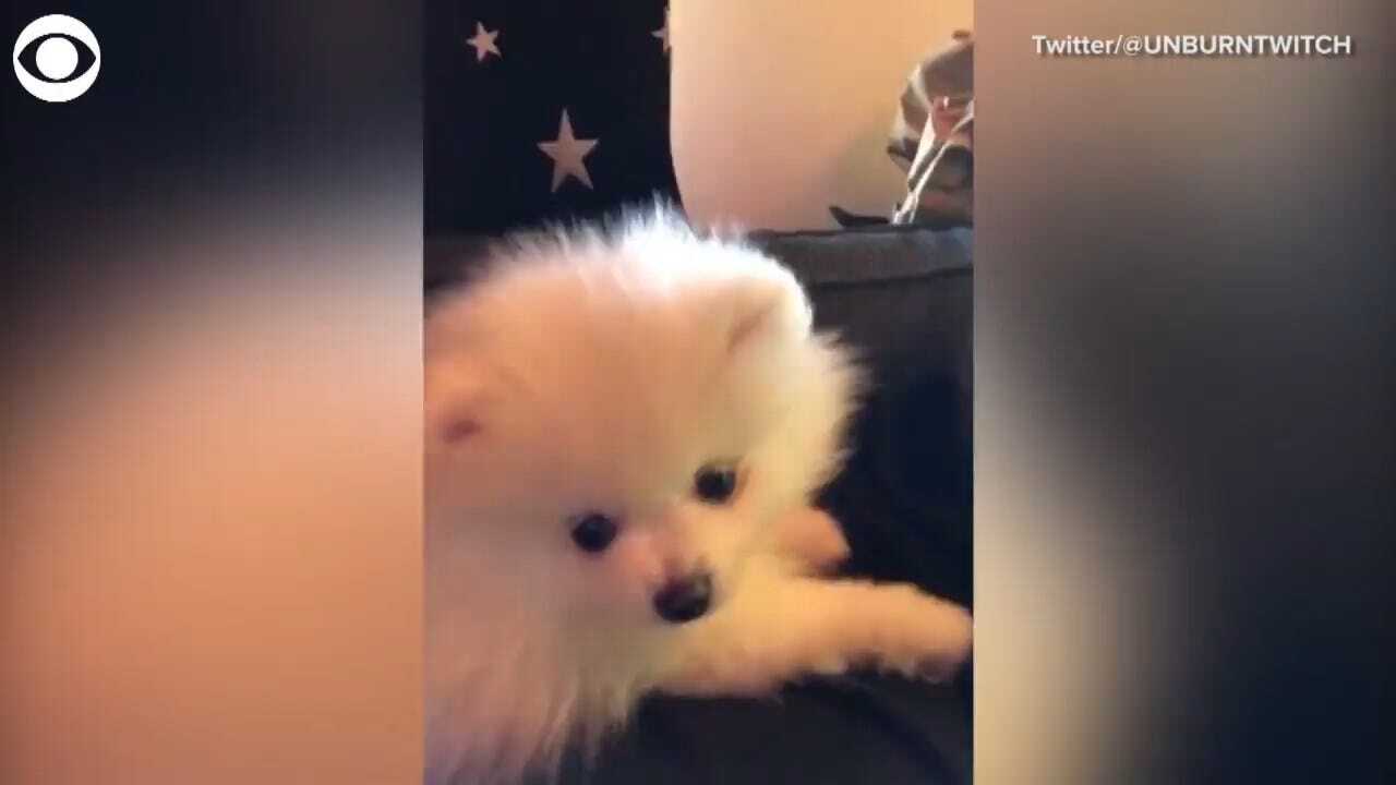 WATCH: Dog Tries To Eat Air