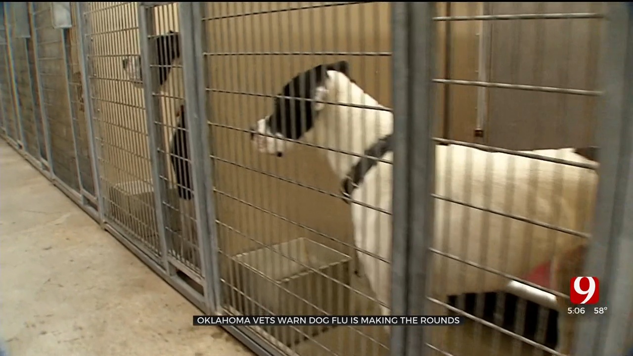 Oklahoma Vet Warns Pet Owners About Spread Of Dog Flu