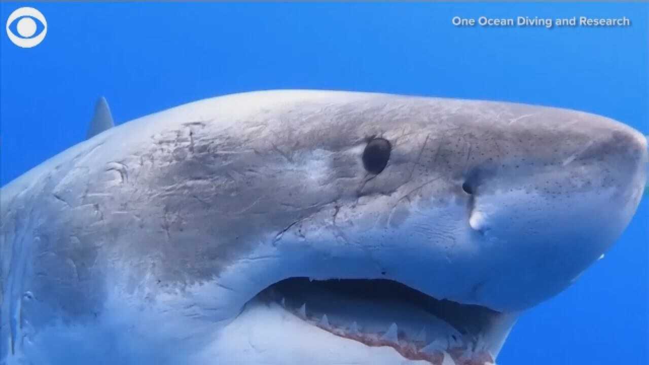 Divers Swim Next To Giant Great White Shark