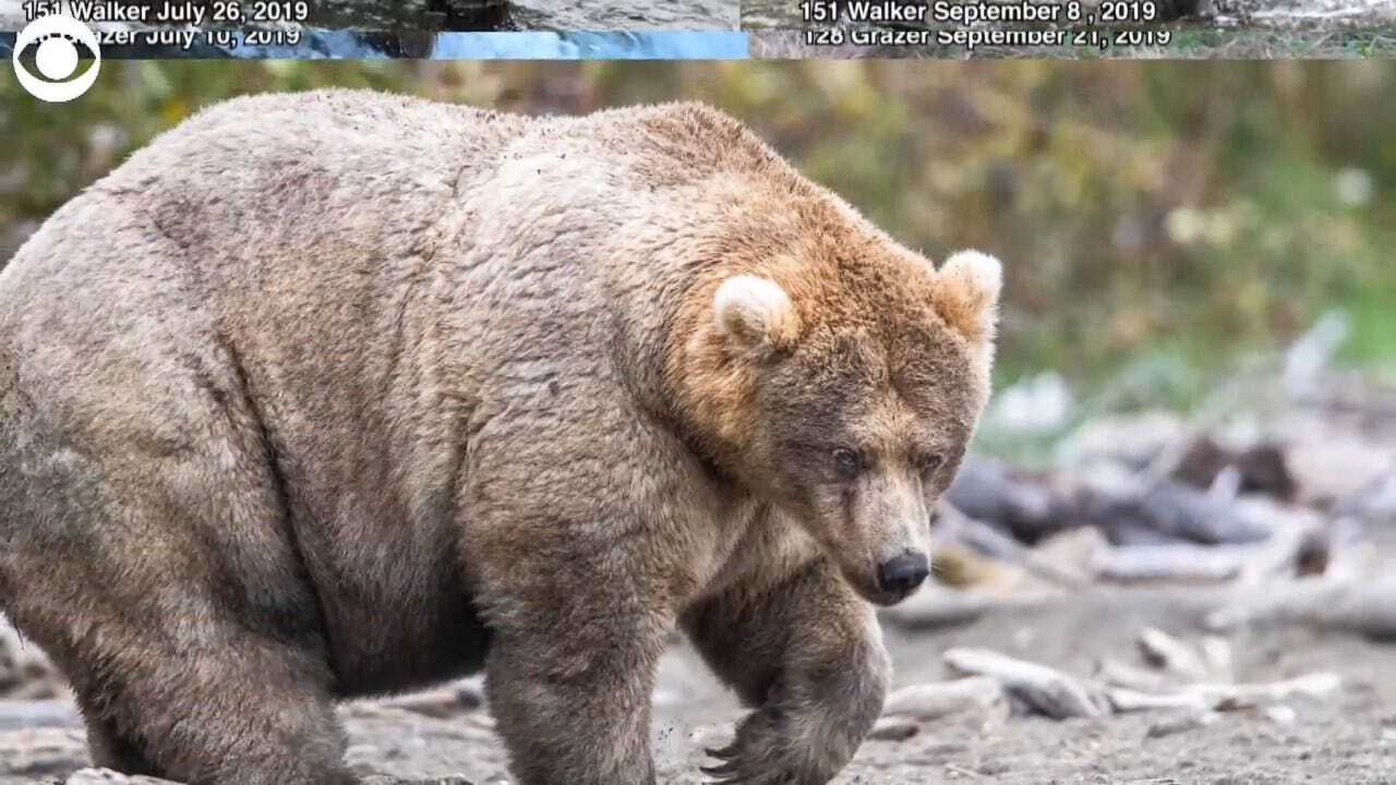 WATCH: Fat Bear Contest