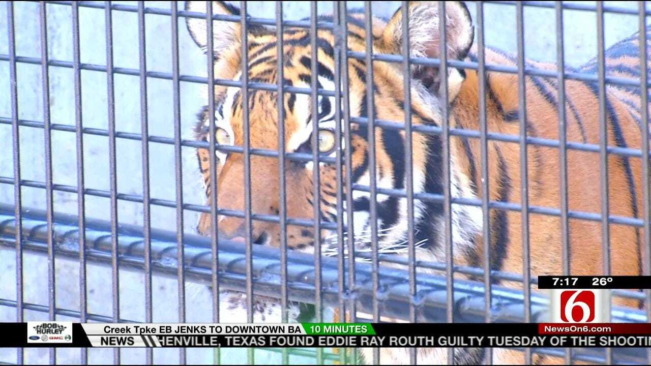 Wild Wednesday: Malayan Tigers At The Tulsa Zoo