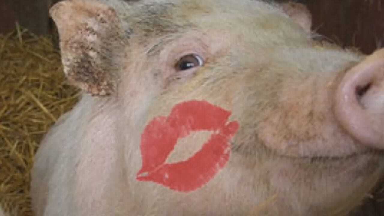Rich Lenz: Alan Crone Reacts To Having To Kiss A Pig